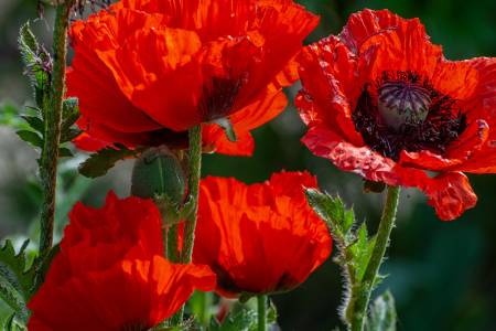 Poppies Closeup Red 573323 1280x853 1