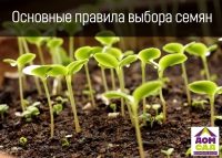 Особенности и правила выбора семян культурных растений